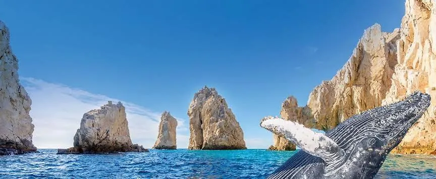Lejlighedshotel Harbour Junior Suite Cabo San Lucas Mexico